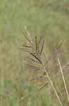 Caucasian bluestem